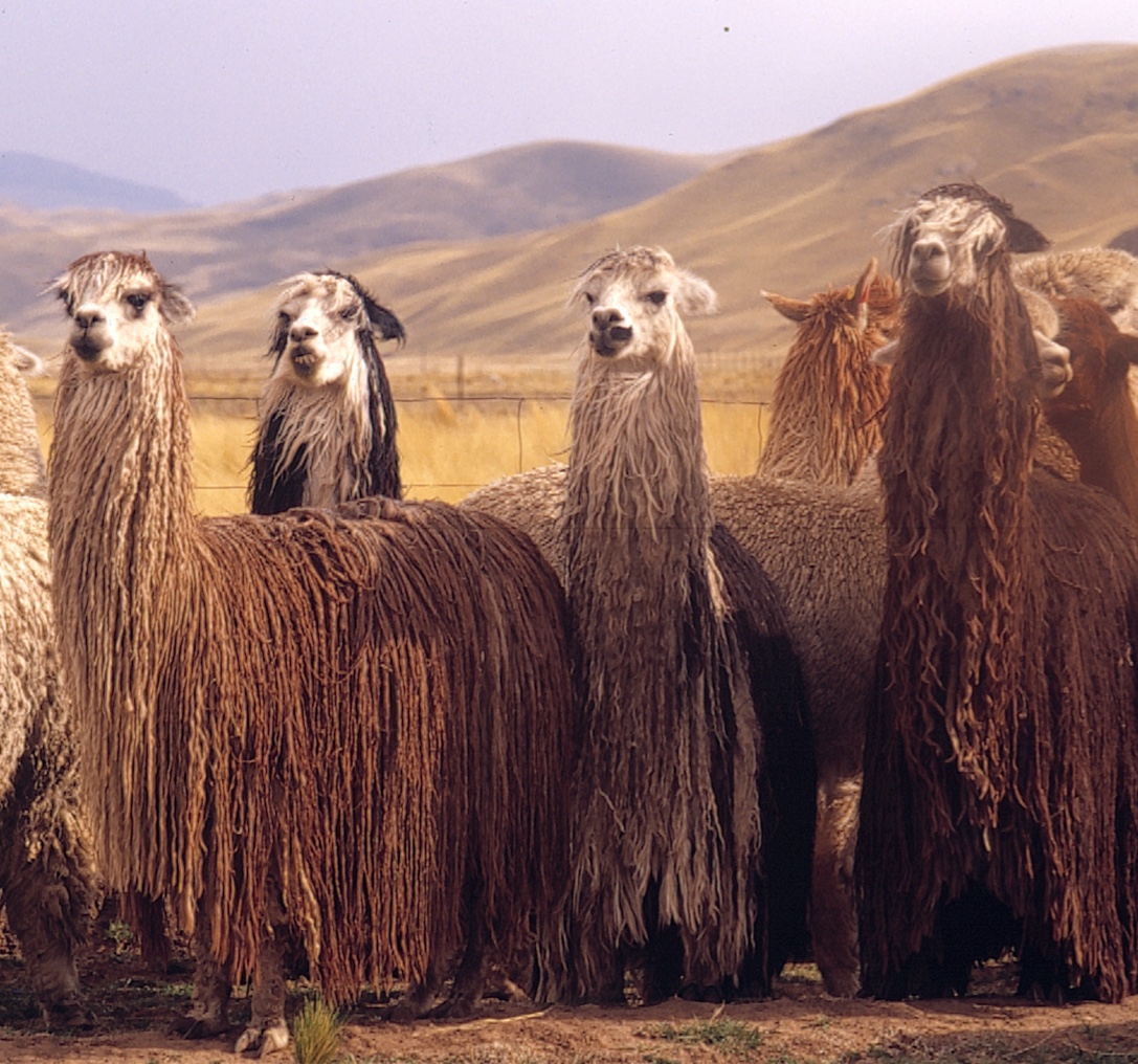 Suri Alpaca