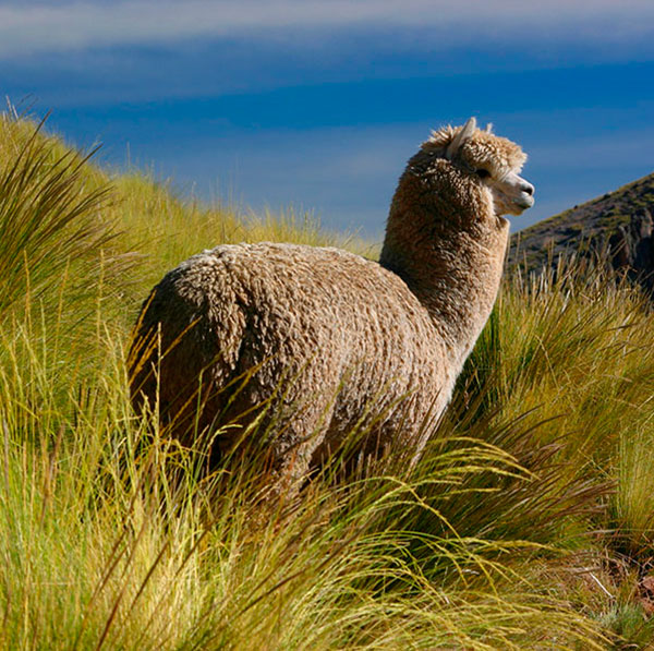 Alpaca fibers