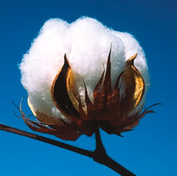 Luxury Cotton