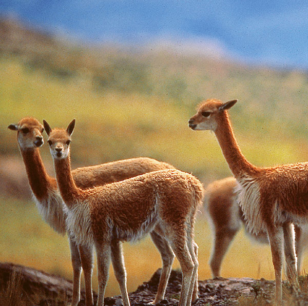 Vicuña
