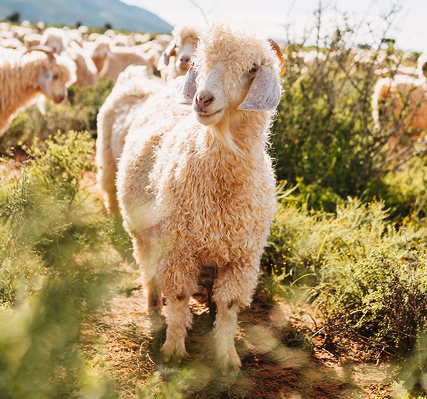 Huacaya Alpaca