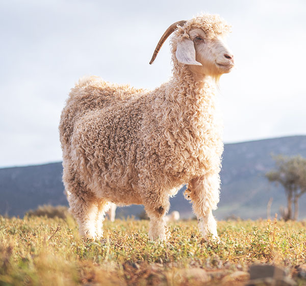 Huacaya Alpaca