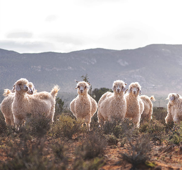 Suri Alpaca