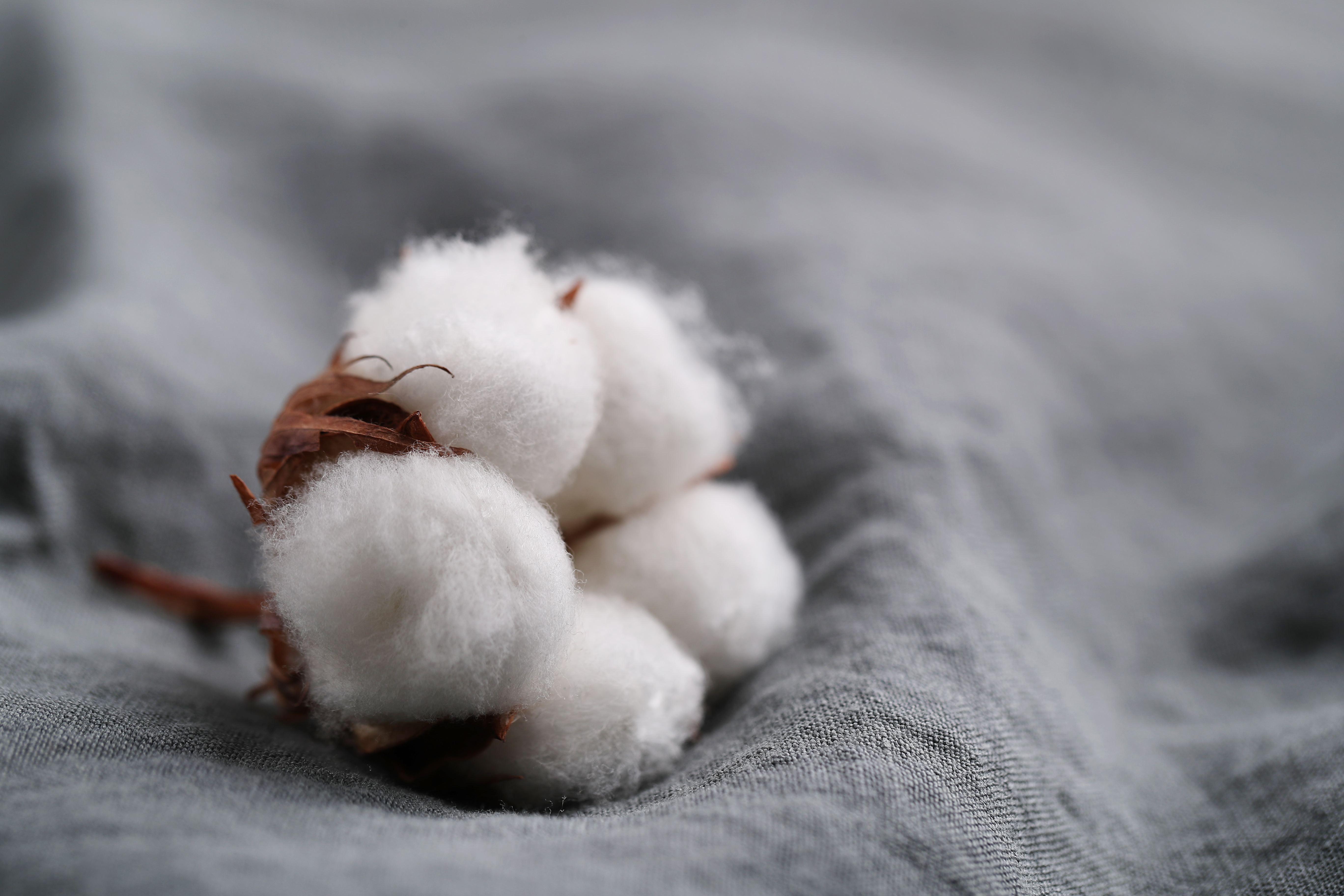 organic peruvian pima cotton yarns