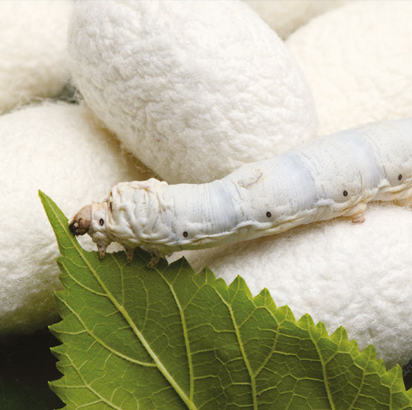 Silk Yarns Collection - Fibers