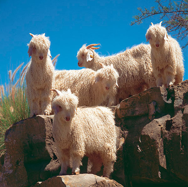 Mohair Yarns Collection - Fibers