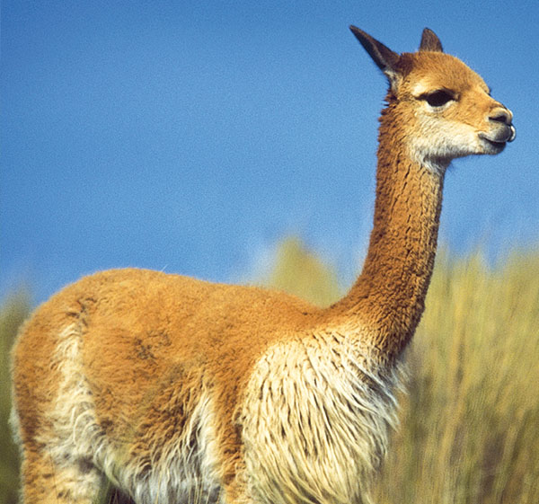 Huacaya Alpaca