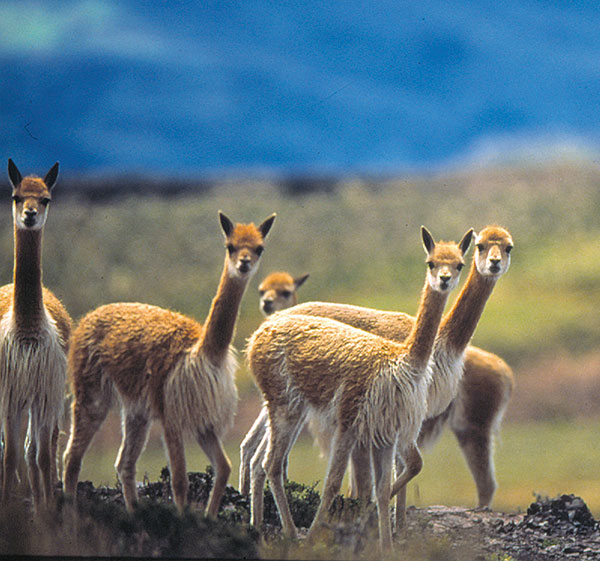 Huacaya Alpaca