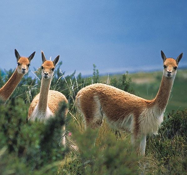 Suri Alpaca